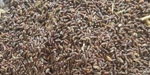Black Wheat