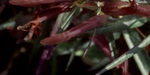 Lobelia Herb