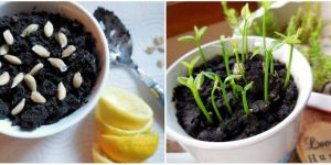 Lemon Plant Seeds