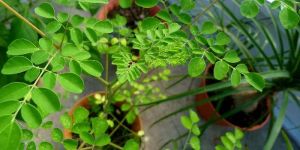 Moringa Plants