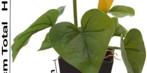 Artificial Potted Bonsai Plants