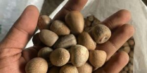 Betel Nut