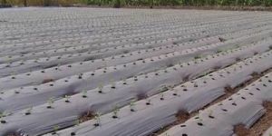 Agriculture Mulching Film