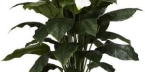 Spathiphyllum Plant