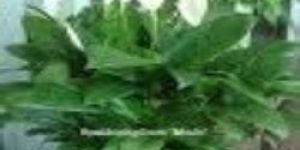 Spathiphyllum Plant