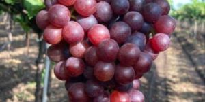 Flame Seedless Grapes