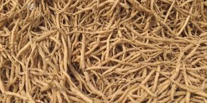 Dried Shatavari Root