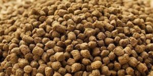 Fish Feed