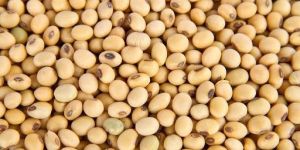 Soyabean Seeds