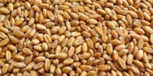 Wheat Seeds