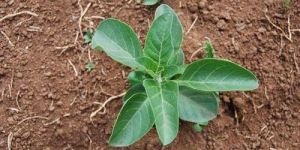 Ashwagandha Leaf