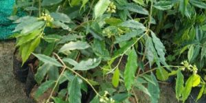 Aquilaria Malaccensis Plant