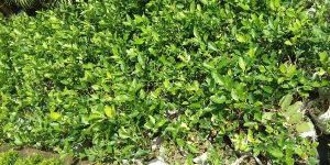 Chinese Orange Plant