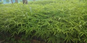 Hamiltonii Bamboo Plant