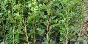 Kamini Kanchan Plant