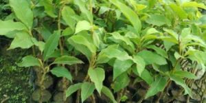 Magnolia Champaca Plant