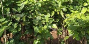 Red Sandalwood Plant