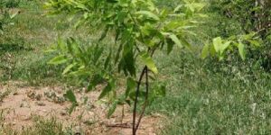 White Sandalwood Plant