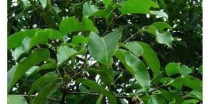 Mimusops Elengi Plant