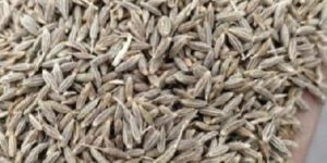 Cumin Seeds