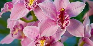 Cymbidium Orchid