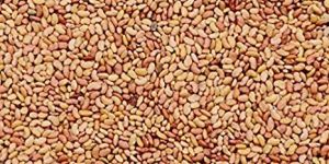 Alfalfa Grass Seeds