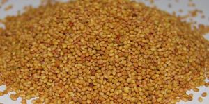 Egyptian Clover Grass Seeds