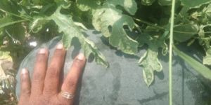 Fresh Watermelon