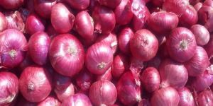 Fresh Red Onion