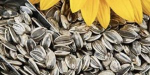 Sunflower Seed