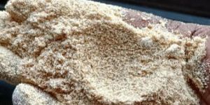 White Shatavari Powder