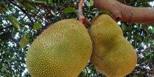 Fresh Jackfruit
