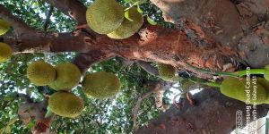 Jackfruit
