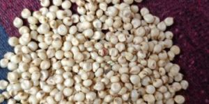 Sorghum