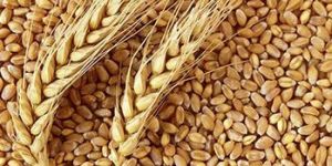 Wheat Grains