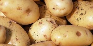 Fresh Pukhraj Potato