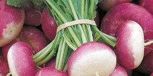 Fresh Turnip