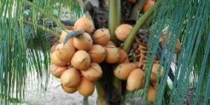 Vietnam Dwarf Hybrid Coconut