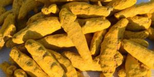 Fresh Turmeric Finger