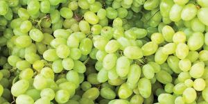 Fresh Grapes
