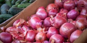Fresh Red Onion
