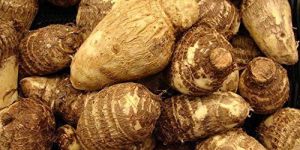 Fresh Taro Root