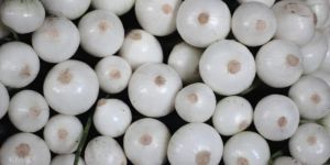Fresh White Onion