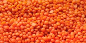 Masoor Dal
