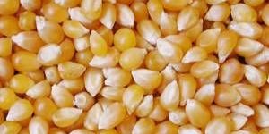 Yellow Maize