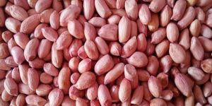 Groundnut Kernel