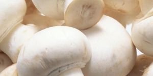 Fresh Mushroom