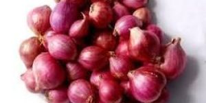 Sambar Onion
