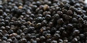 Black Pepper Seeds