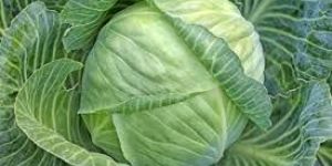 Fresh Cabbage